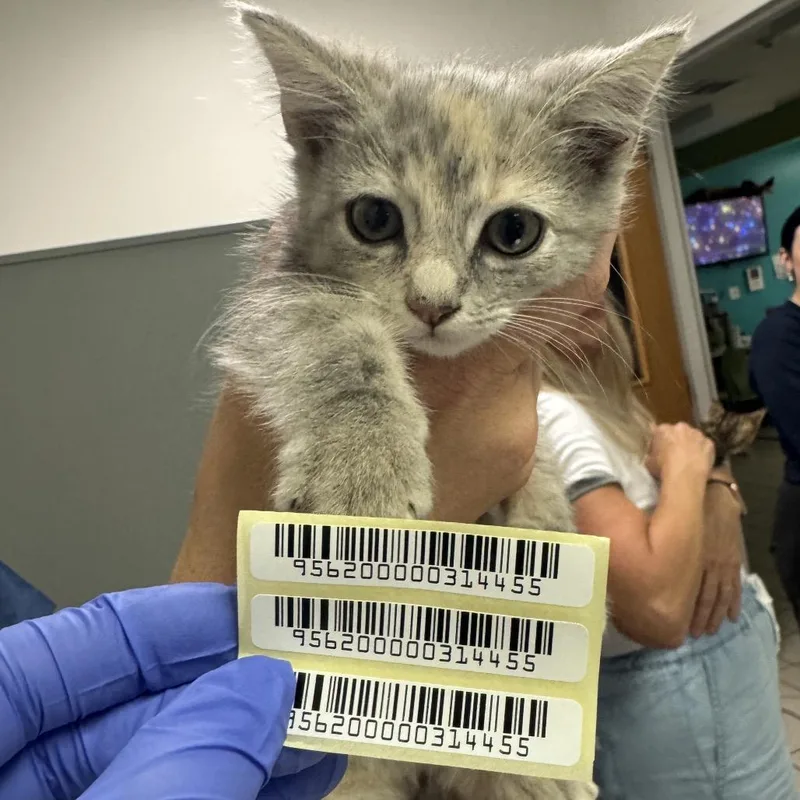 A baby small-sized female Gray / Blue / Silver Domestic Medium Hair cat named Pixie Stick for adoption in Charleston, WV