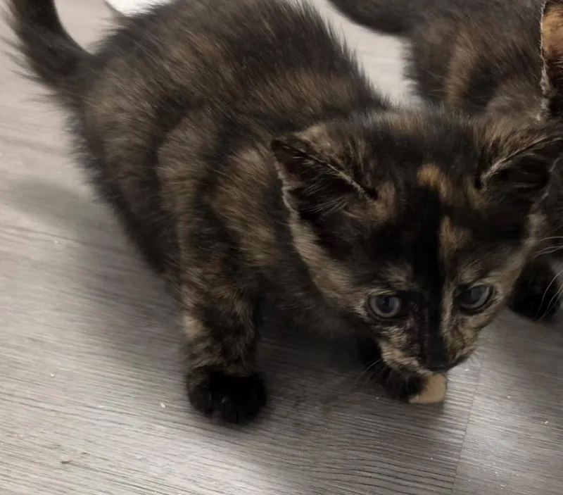 A baby medium-sized female Domestic Short Hair cat named Nova for adoption in Tampa, FL