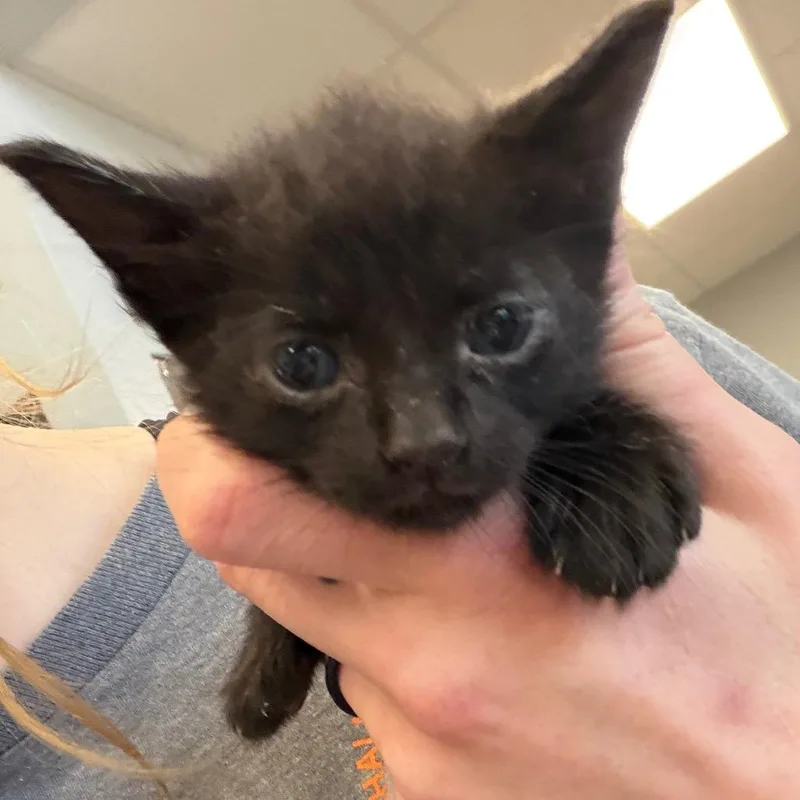 A baby small-sized male Black Domestic Short Hair cat named Sprout for adoption in Marshall, TX