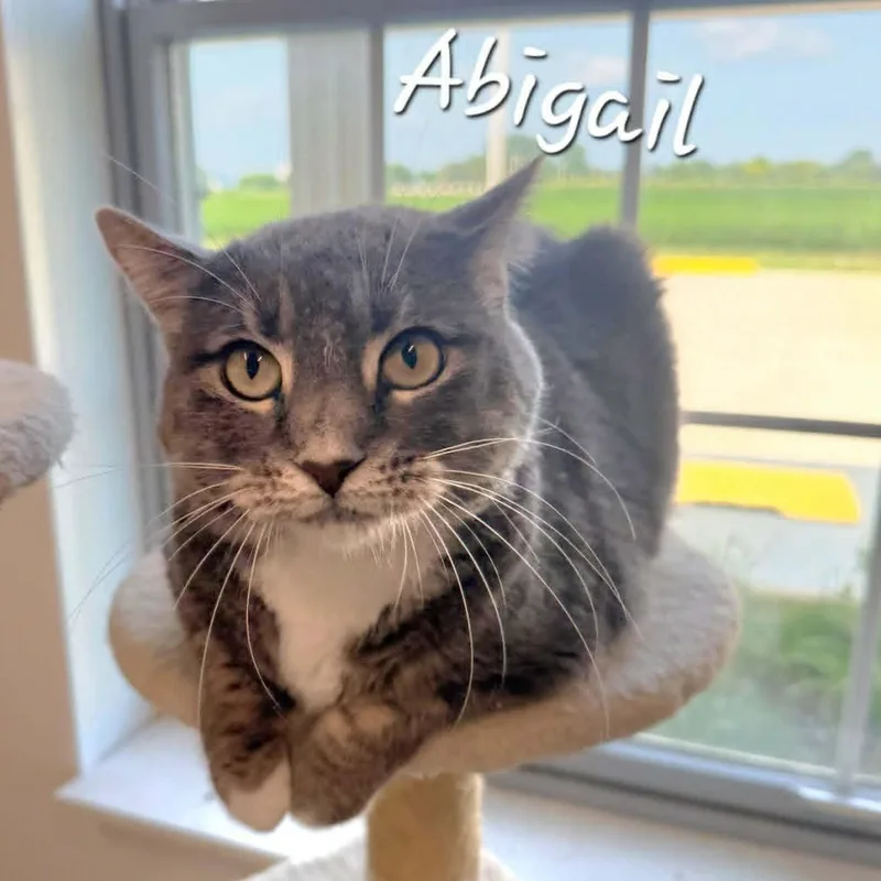 Abigail