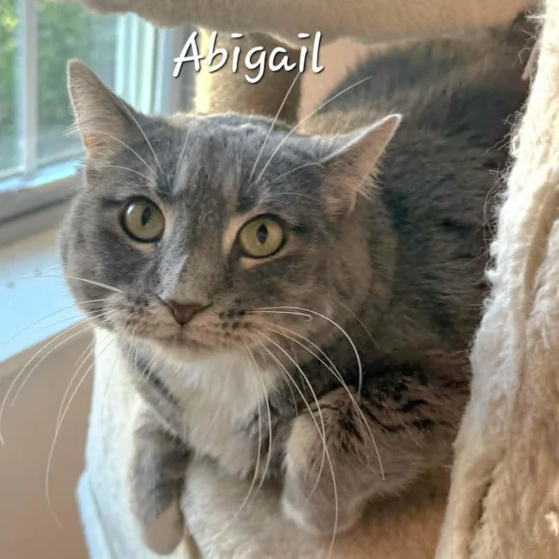 Abigail thumbnail 2