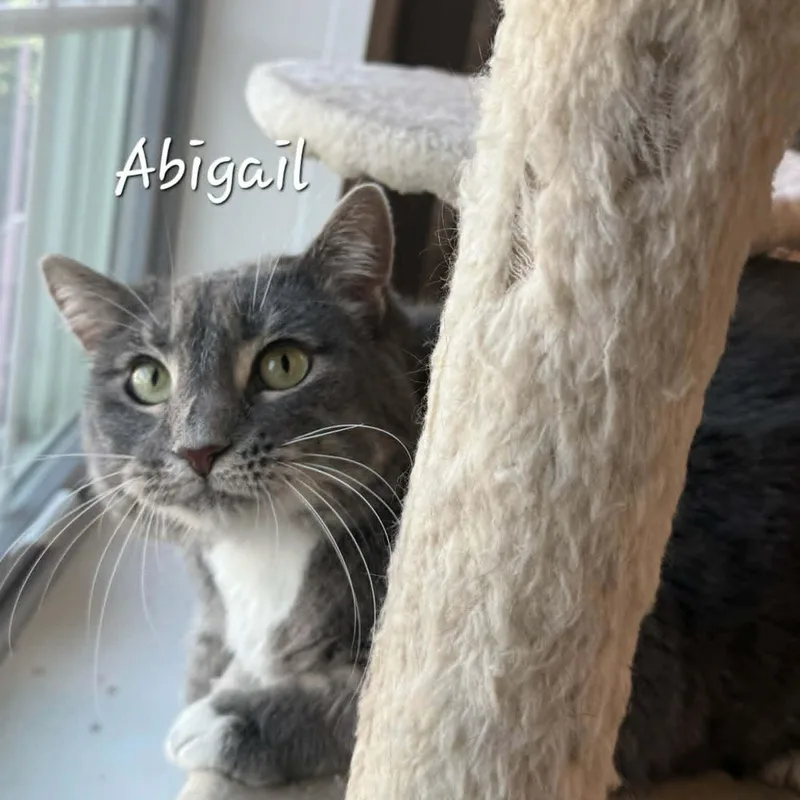 Abigail thumbnail 3