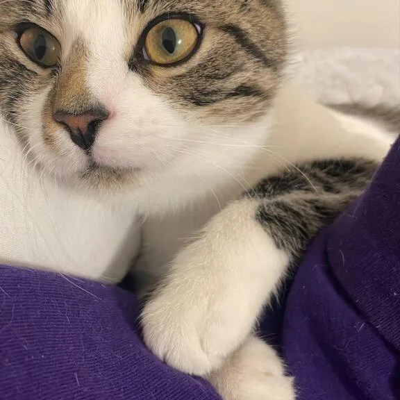 A young large-sized male White Domestic Short Hair cat named Apollo for adoption in Overland Park, KS