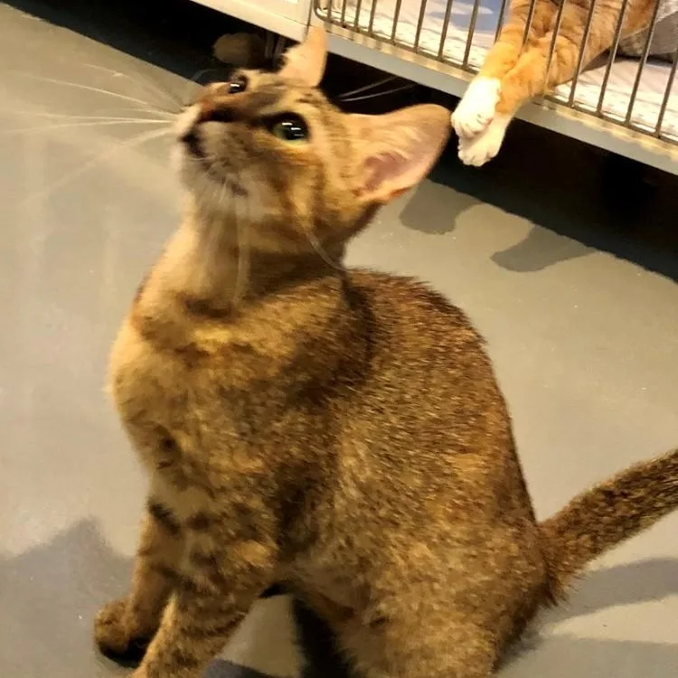 A young large-sized female Tabby (Buff / Tan / Fawn) Domestic Short Hair cat named Lucy for adoption in Lodi, CA