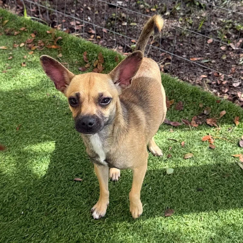 An adult small-sized female Chihuahua dog named Chica for adoption in LOXAHATCHEE, FL
