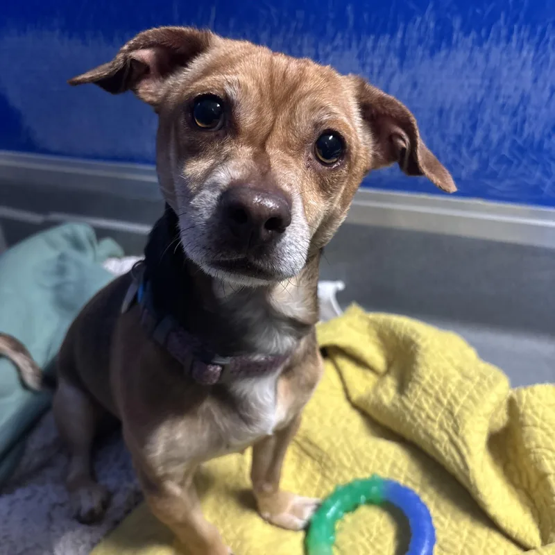 An adult small-sized male Chihuahua dog named Tom for adoption in Phoenix, AZ