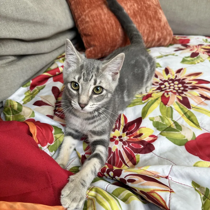 A baby medium-sized female Gray / Blue / Silver Domestic Short Hair cat named Storme for adoption in Brooklyn, NY