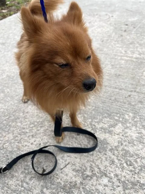 A young small-sized male Pomeranian dog named Kratos for adoption in Miami, FL