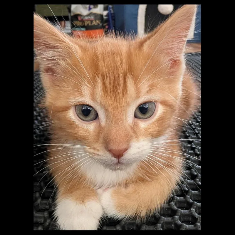 A baby small-sized male Orange / Red Domestic Short Hair cat named Braden for adoption in Lexington, KY