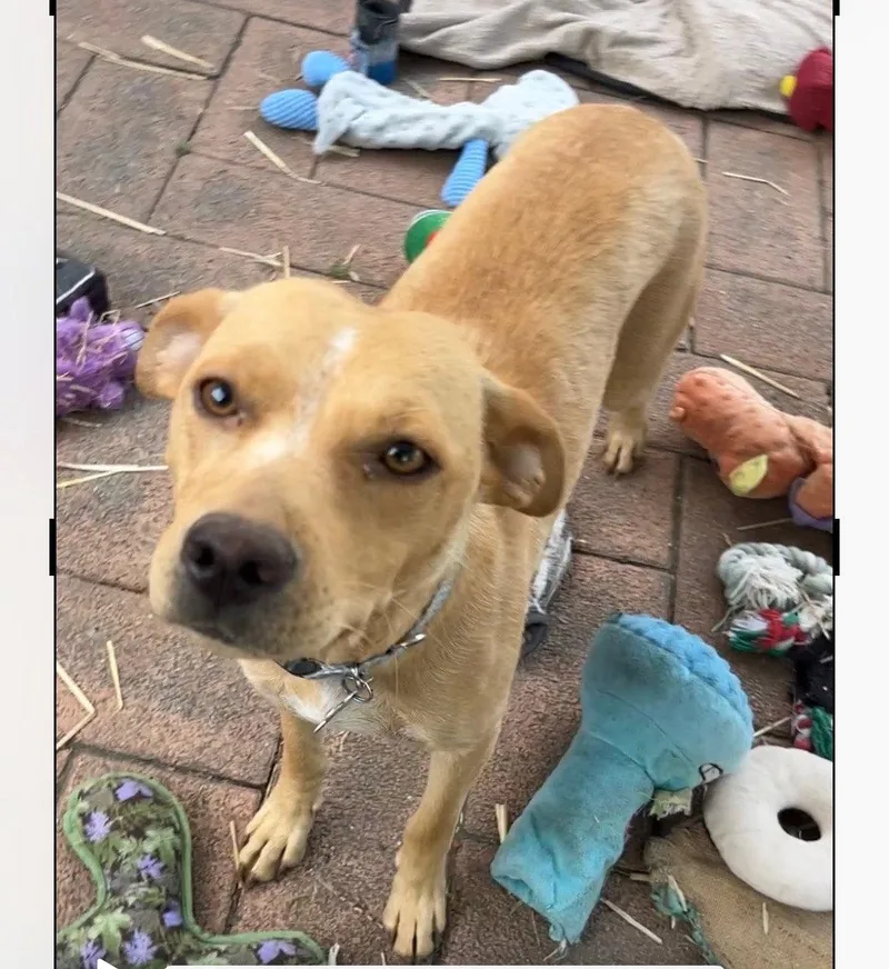 A baby medium-sized female Labrador Retriever dog named Coffee Bean for adoption in Hillside, IL