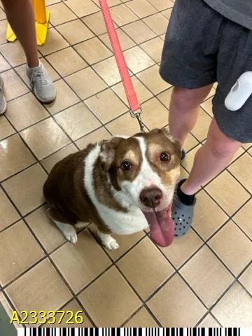 An adult large-sized female Mixed Breed dog named Sadie for adoption in West Palm Beach, FL
