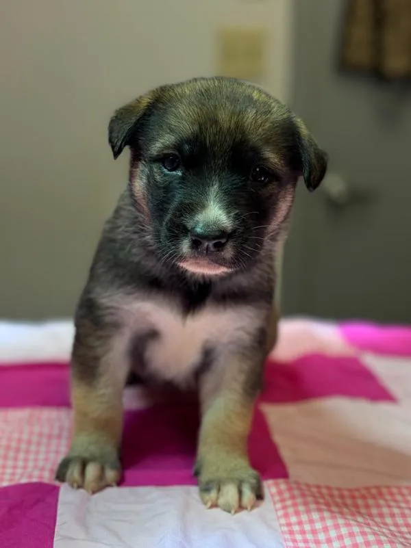 A baby small-sized female Anatolian Shepherd dog named Jasmine for adoption in Stratham, NH