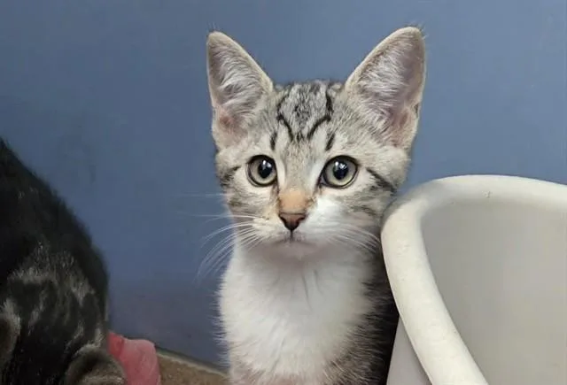 A baby small-sized female Domestic Short Hair cat named Meg for adoption in Martinez, CA