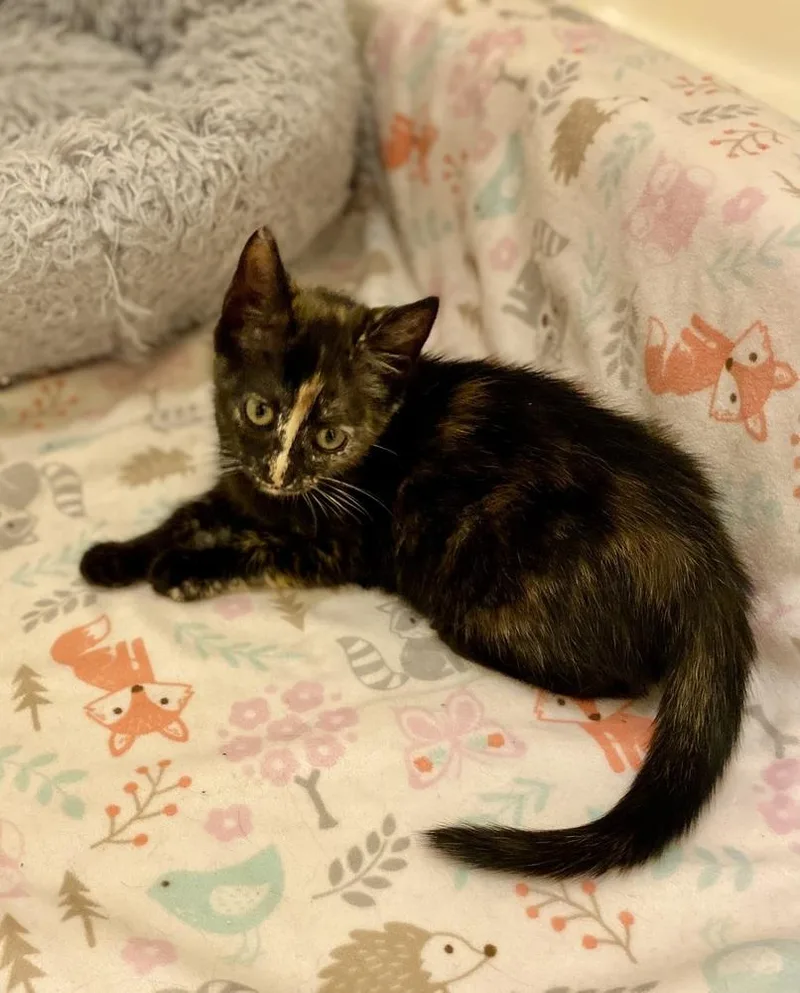 An adult medium-sized female Tortoiseshell Domestic Short Hair cat named Londyn RC for adoption in Greenville, SC