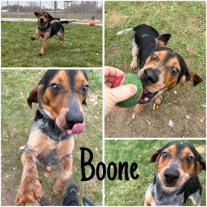 Boone thumbnail 4