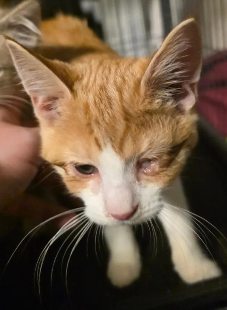 A baby medium-sized female Domestic Short Hair cat named Jackie for adoption in Chillicothe, OH