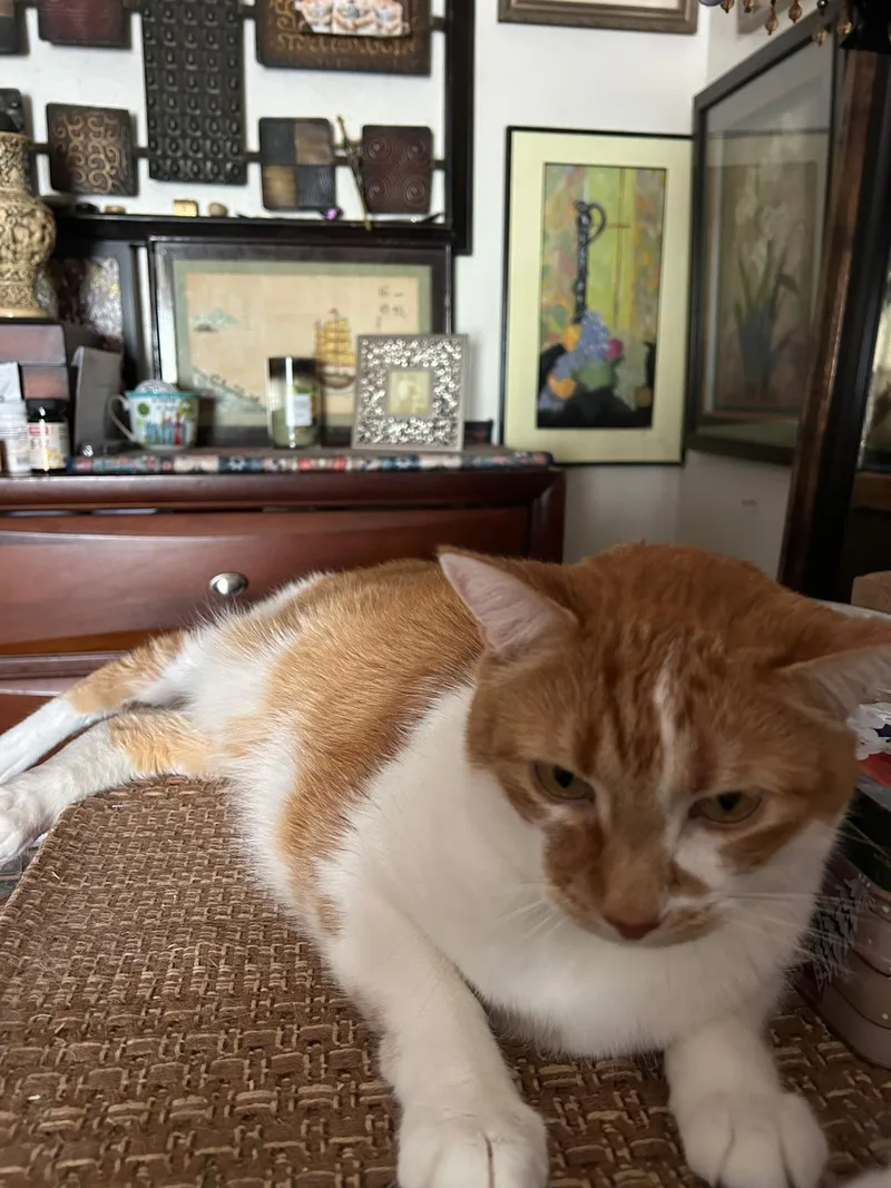 A senior medium-sized male Orange & White Domestic Short Hair cat named zz Coconut for adoption in West Palm Beach, FL