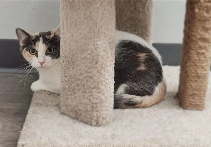 A young medium-sized female Dilute Calico Domestic Short Hair cat named Evie for adoption in Reading, PA