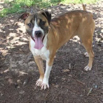 An adult medium-sized female Brown / Chocolate English Bulldog dog named Olive for adoption in Birmingham, AL