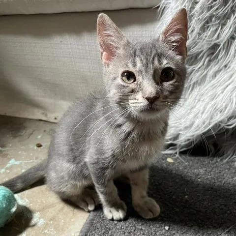 A baby small-sized female Gray / Blue / Silver Domestic Short Hair cat named Shirley for adoption in Madison, WI