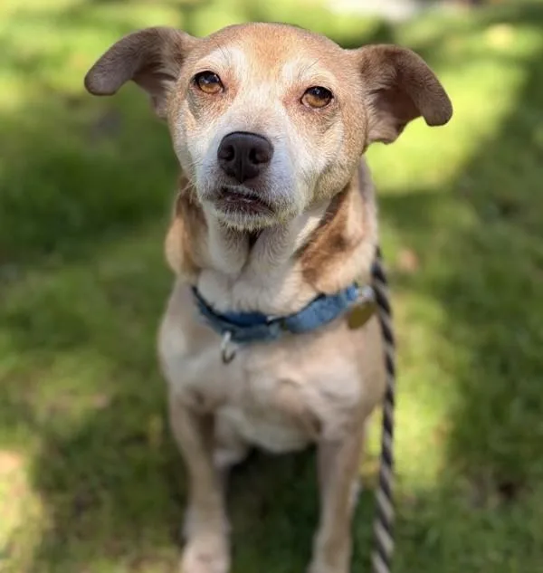 An adult medium-sized female Chihuahua dog named Alcatraz for adoption in Oakland, CA