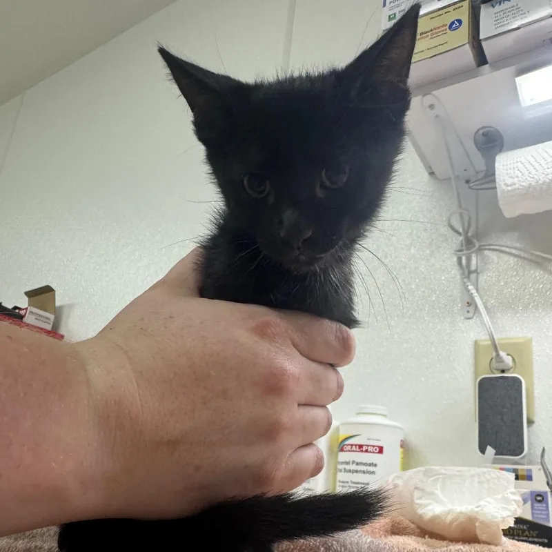A baby small-sized male Black Domestic Short Hair cat named Jet for adoption in Shelbyville, IL