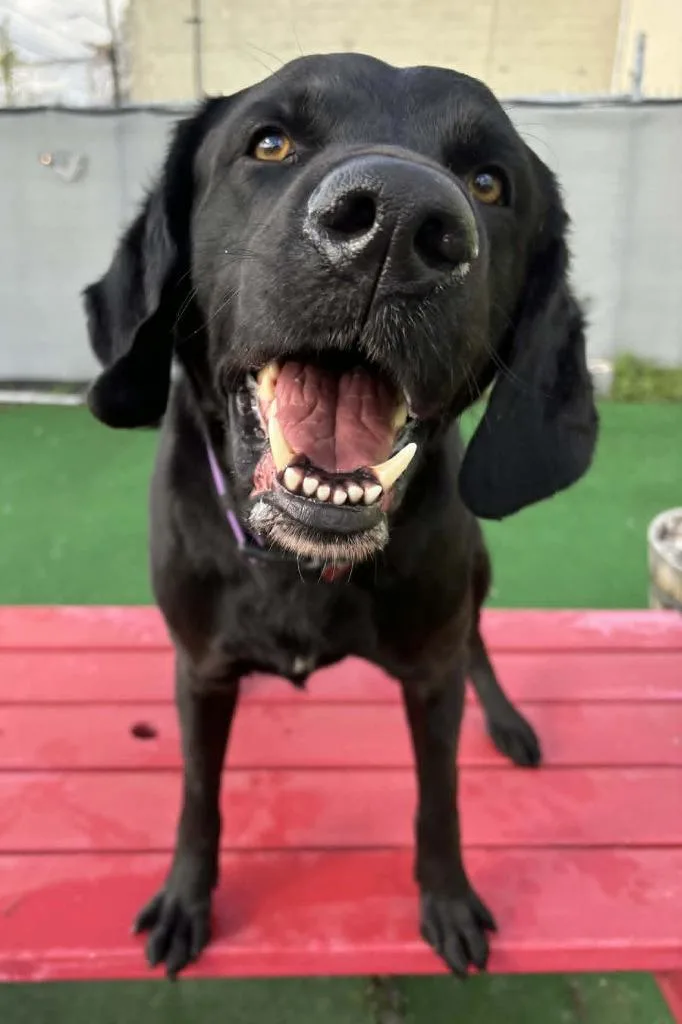 A young large-sized male Labrador Retriever dog named Dewey for adoption in Warren, MI