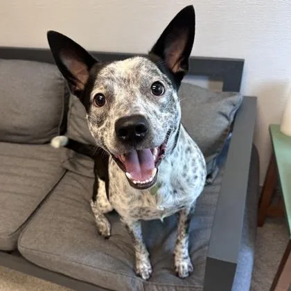 An adult medium-sized male Mixed Breed dog named Little Danny for adoption in Lansing, MI