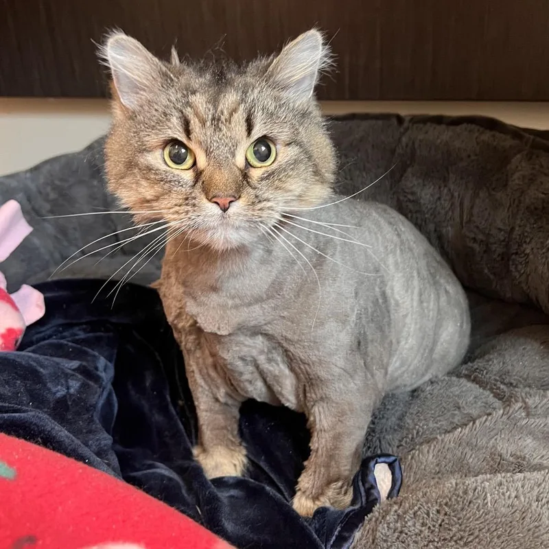 A senior medium-sized female Domestic Medium Hair cat named Shanaynay for adoption in Kennebunk, ME