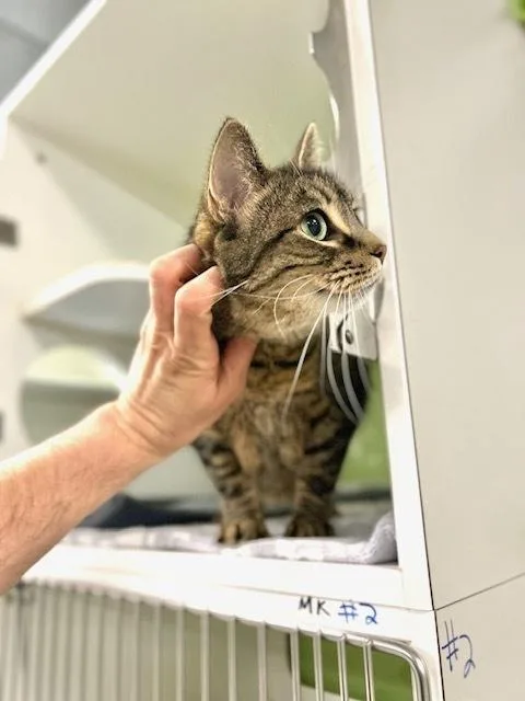 An adult medium-sized female Domestic Short Hair cat named Jelly for adoption in Muskegon, MI
