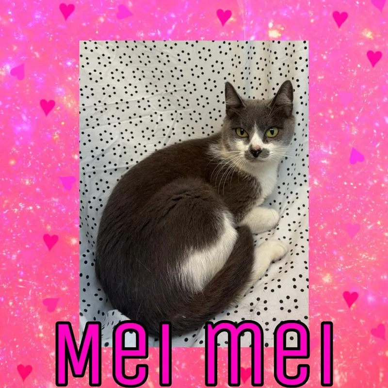 An adult medium-sized female Gray / Blue / Silver Domestic Medium Hair cat named Mei Mei for adoption in Royse City, TX