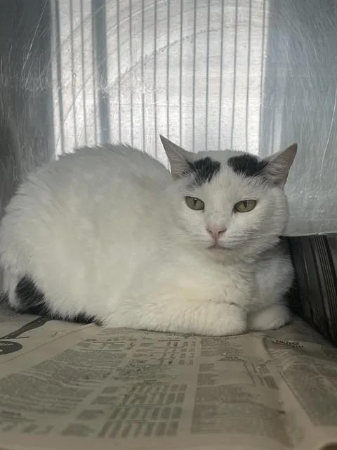 A senior medium-sized female Domestic Short Hair cat named Kini for adoption in Corpus Christi, TX