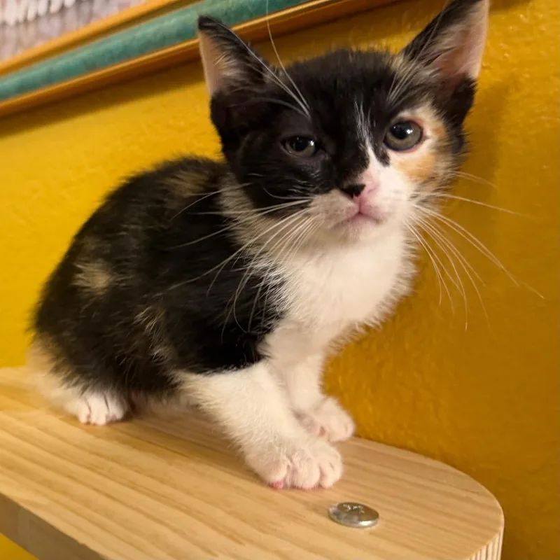 A baby small-sized female Calico Domestic Short Hair cat named Princess Leia for adoption in Flower Mound, TX