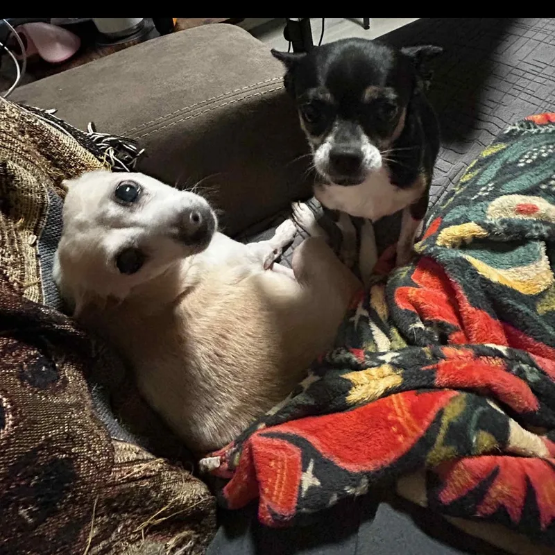 An adult small-sized female White / Cream Chihuahua dog named Princess And Sassy for adoption in Springfield, MO