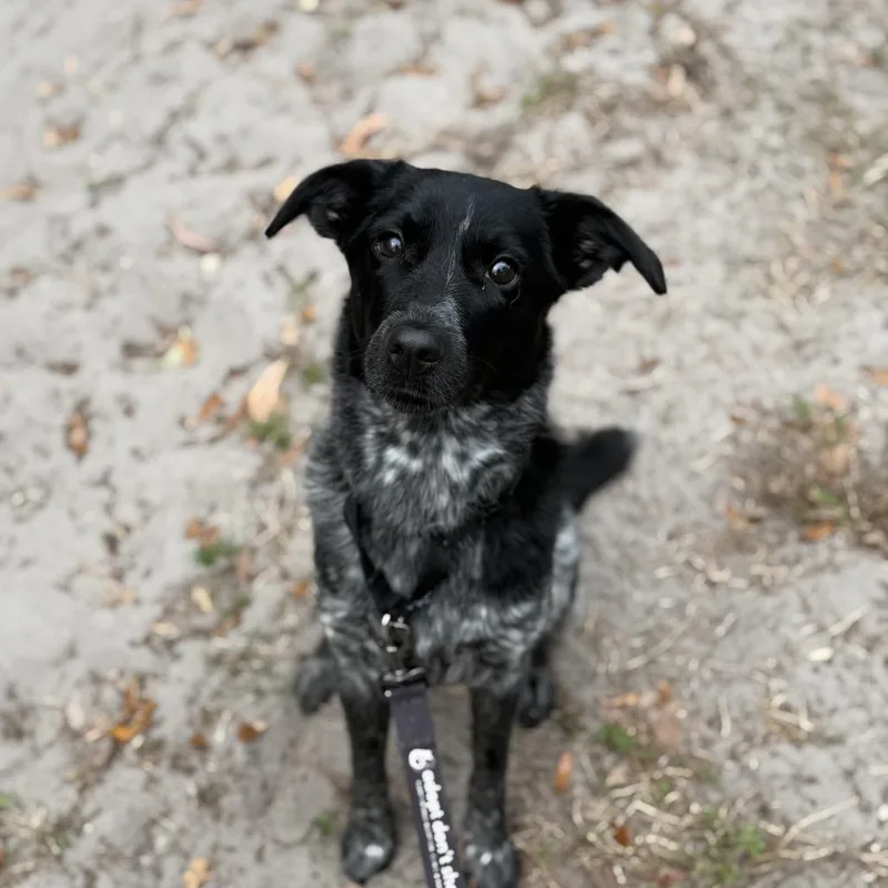 An adult medium-sized female Gray / Blue / Silver Australian Cattle Dog / Blue Heeler dog named Cricket for adoption in Jupiter, FL