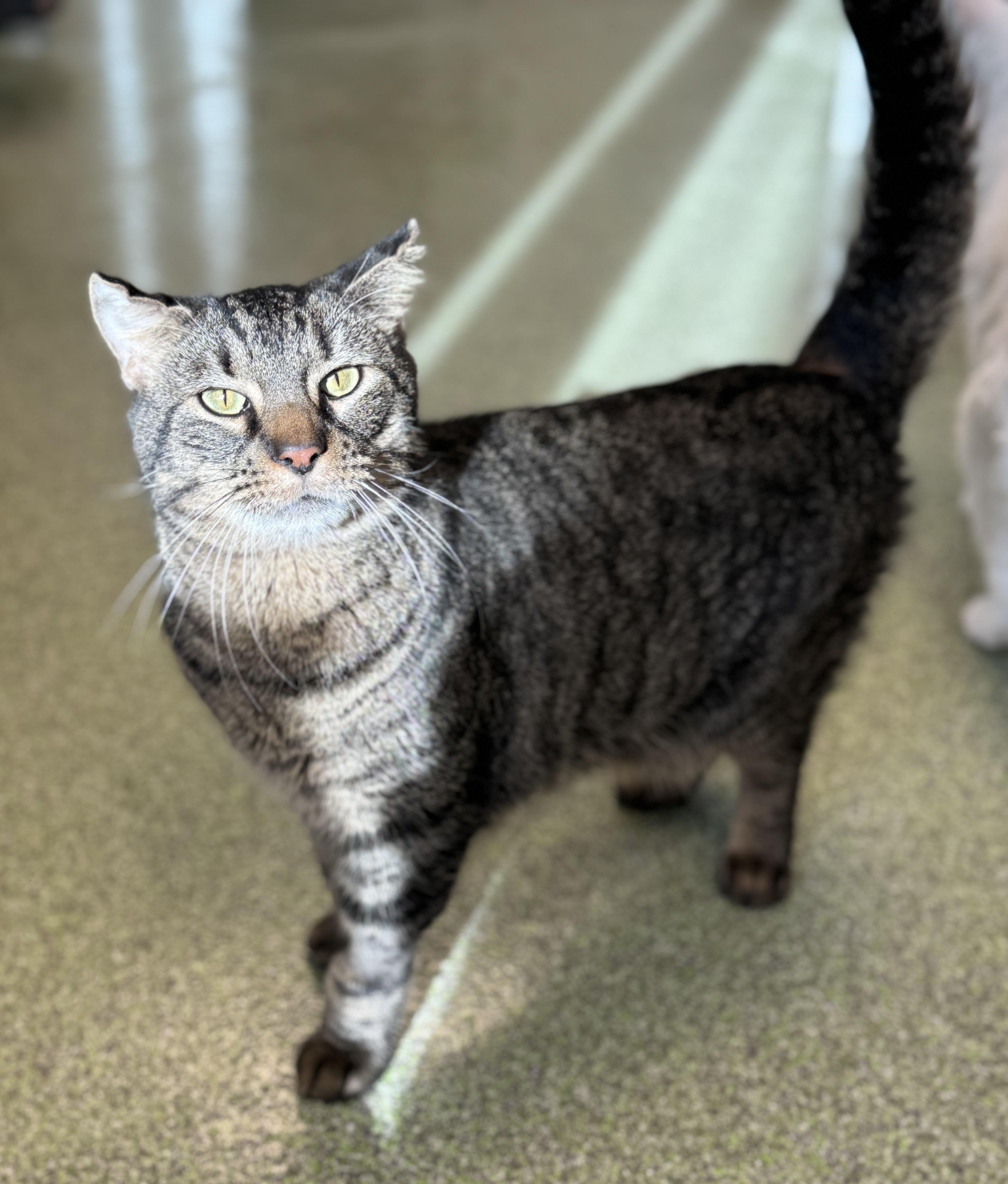 An adult medium-sized male Tabby (Brown / Chocolate) Domestic Short Hair cat named Aj for adoption in Pekin, IL