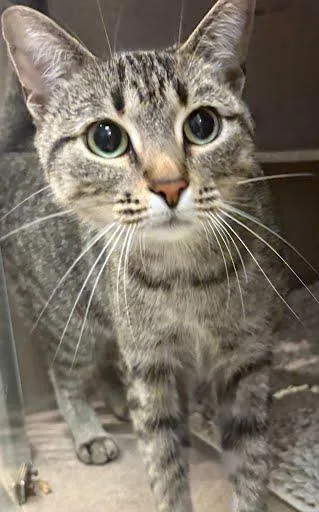 An adult medium-sized female Domestic Short Hair cat named Pear for adoption in Washington, DC