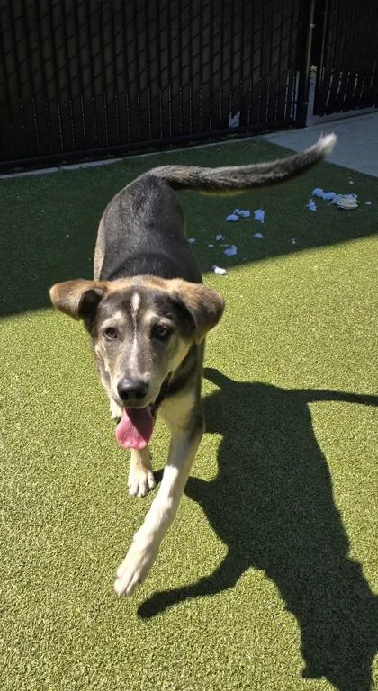 A baby large-sized male Mixed Breed dog named Jaz for adoption in Bellevue, WA