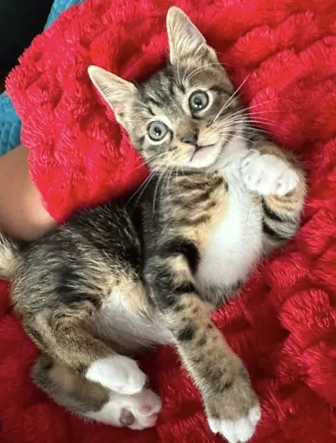 A baby small-sized male Domestic Short Hair cat named Toby for adoption in Alameda, CA