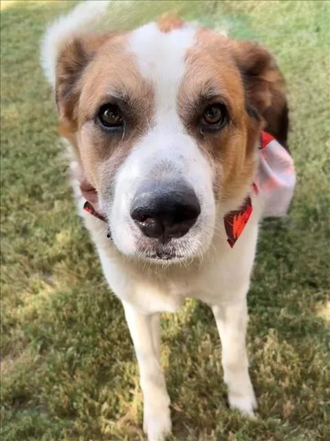 An adult large-sized male Great Pyrenees dog named Kirko Bangz for adoption in Tulsa, OK