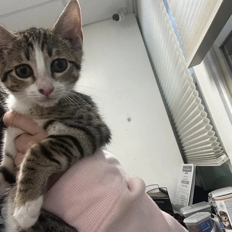 A baby small-sized female Domestic Short Hair cat named Queso for adoption in Novelty, OH