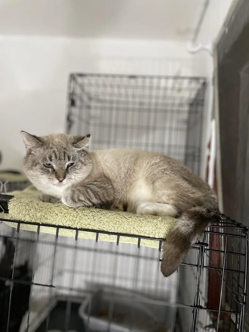 An adult large-sized male Domestic Short Hair cat named Guapo for adoption in Trenton, NJ