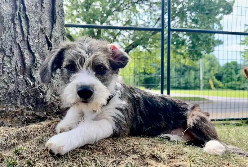 A baby small-sized female Terrier dog named Lark for adoption in Gloversville, NY