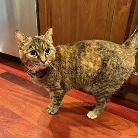 Lilloette thumbnail 2