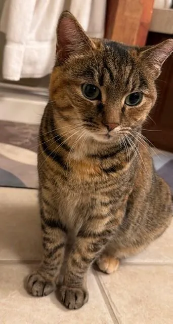 Lilloette thumbnail 3