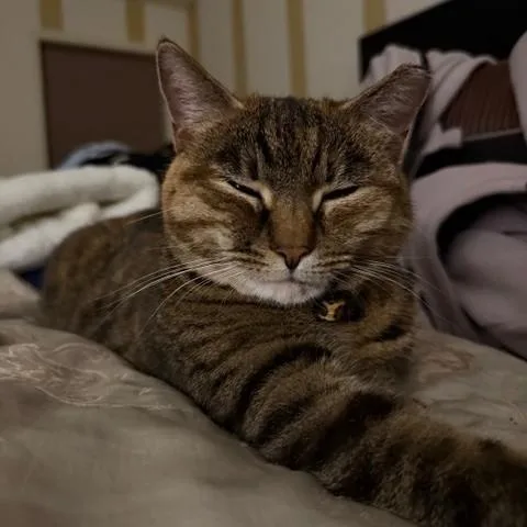 Lilloette thumbnail 4