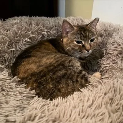 Lilloette thumbnail 5