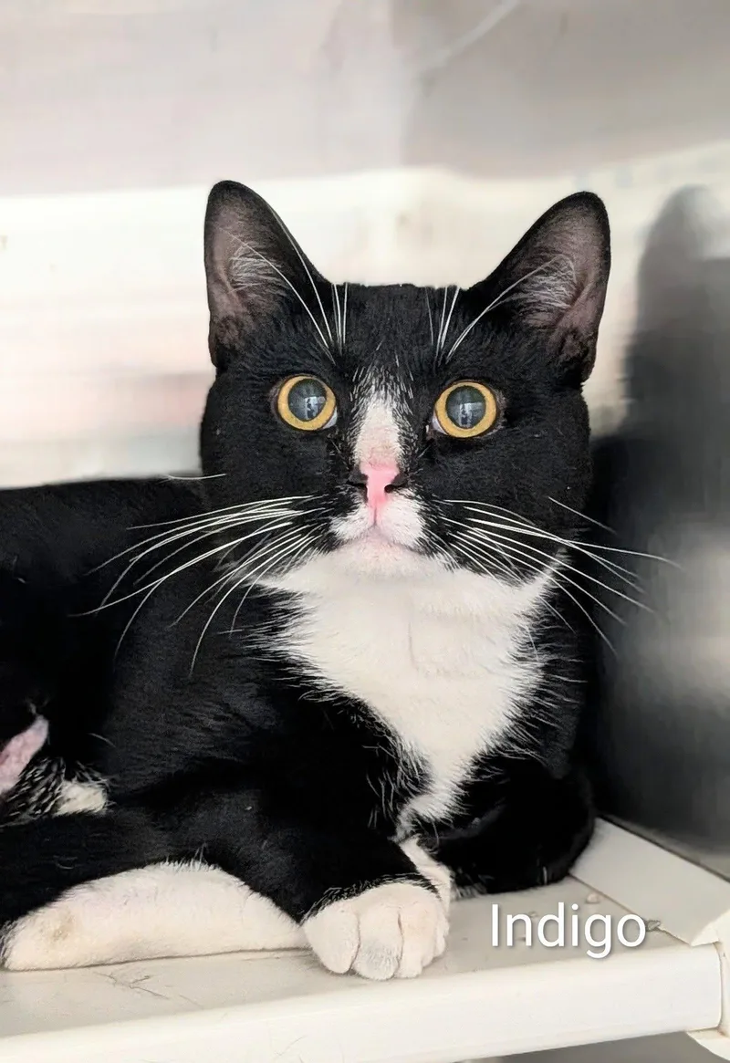 An adult medium-sized male Black & White / Tuxedo Domestic Short Hair cat named Indigo for adoption in Flint, MI