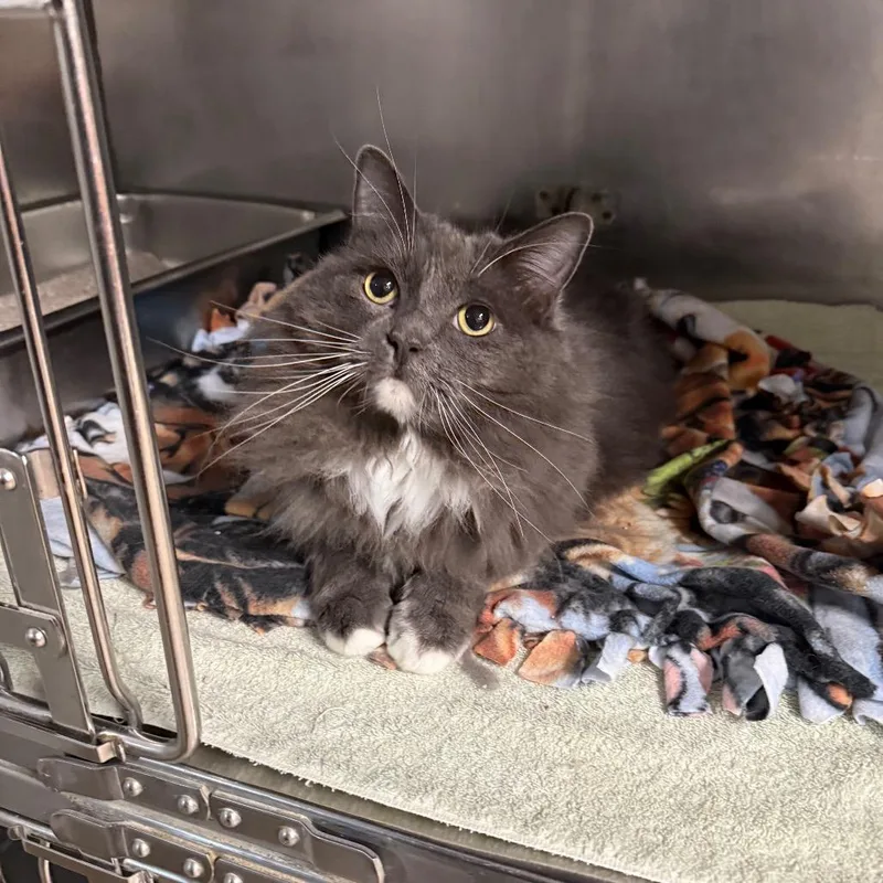 An adult large-sized male Brown / Chocolate Maine Coon cat named Wesley for adoption in San Jacinto, CA