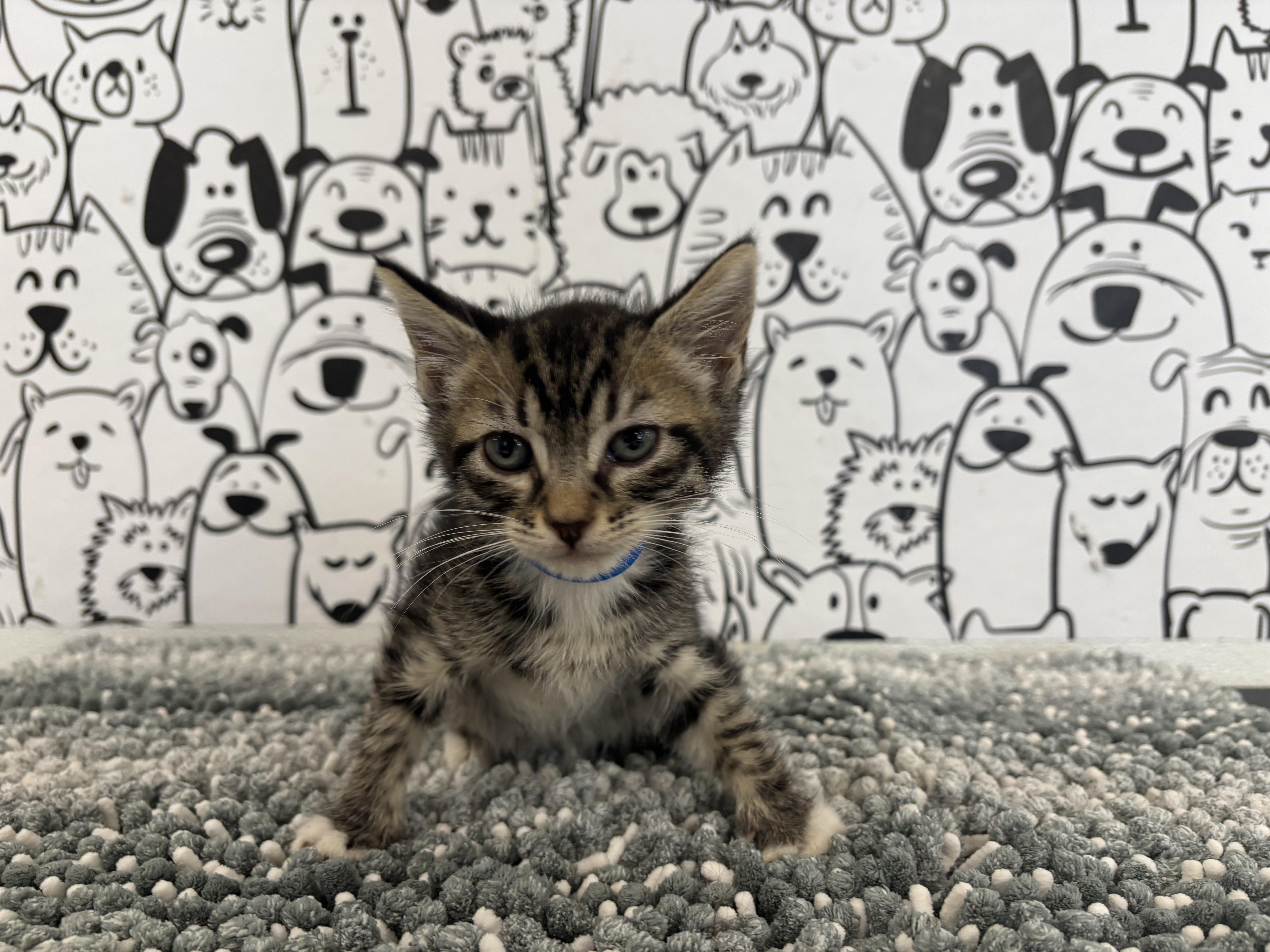 A baby small-sized male Domestic Short Hair cat named A for adoption in San Pedro, CA